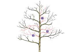 Pruning Young Trees: Establishing Healthy Growth with Tree Trimming Services